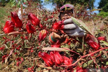 Petani tembakau di lereng gunung Wilis beralih tanam Rosela