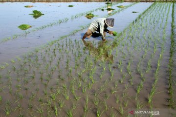 BPS: Upah buruh tani April 2020 naik tipis