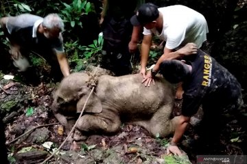 Anak gajah liar terjerat jebakan di Aceh Timur