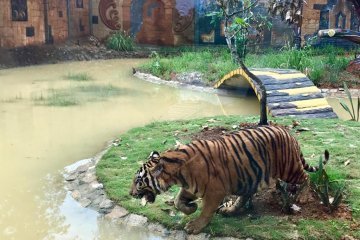 Taman Safari Lagoi datangkan harimau benggala untuk menarik wisatawan