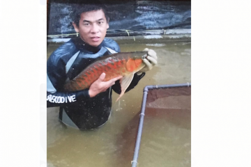 Komunitas ajak saksikan kontes ikan arwana di Kapuas Hulu