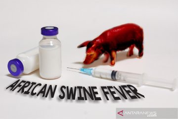 Kementan segera uji coba vaksin pencegah virus demam babi Afrika