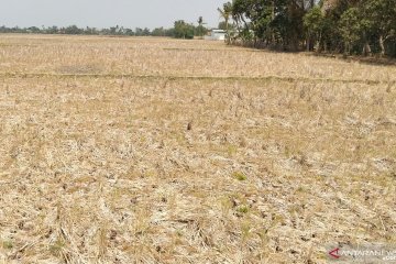 Lahan sawah enam kecamatan di Karawang rawan kekeringan