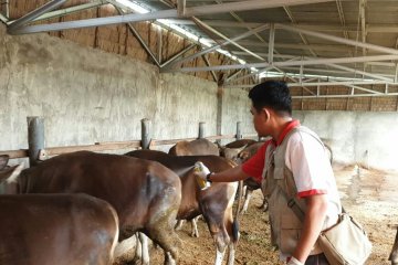 Palembang mulai mengerahkan petugas untuk periksa hewan kurban