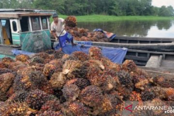 Harga CPO di Jambi naik signifikan, tembus Rp6.500/kg