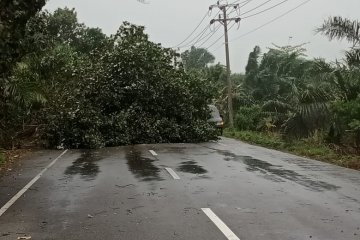 BMKG: Kecepatan angin kencang melanda Aceh 80 km/Jam