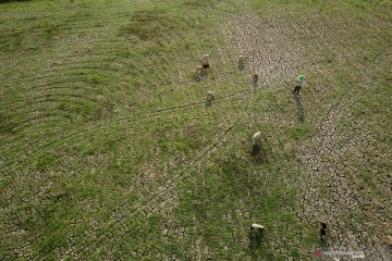 Kekeringan lahan sawah di Indramayu meluas