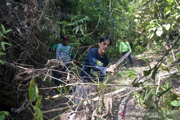 Hutan Rimbang Baling dan Dubalang pengawalnya