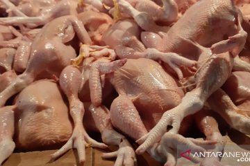 Ayam ras pedagang Pasar Grogol Jakarta tak terpengaruh penurunan harga