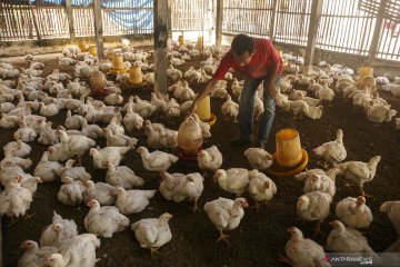 Di kabupaten ini peternak tidak rugi, meski harga ayam tengah anjlok