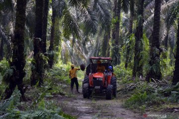 Harga sawit Riau turun dipengaruhi harga jual CPO