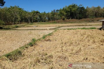 Kementan turunkan tim antisipasi kekeringan