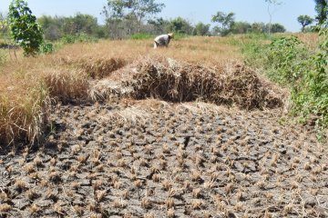 1.992 hektare lahan padi di Yogyakarta puso akibat kekeringan
