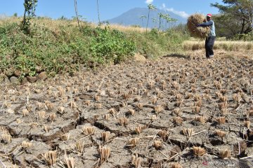 Kekeringan landa Magetan