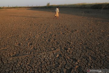 Embung mengering di Balongan, ratusan hektare lahan sawah terancam gagal panen