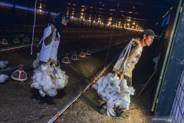 Harga anjlok, peternak ayam potong merugi