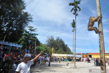 Lomba beruk  petik kelapa