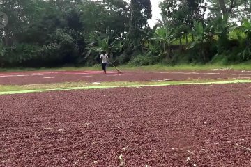 Petani cengkih di Batang mulai panen raya