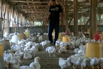 Seruan UGM, selamatkan peternak broiler