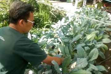 Sayuran Kale mulai dikembangkan di Gunungkidul