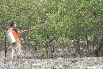 Cegah penyebarluasan hama, Dinas Pertanian Bangka Belitung lakukan penyemprotan