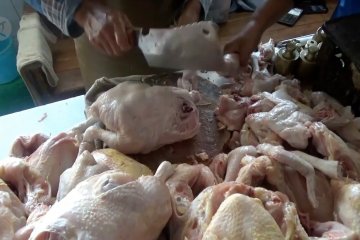 Harga ayam mahal di pasar, anjlok di peternak