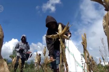 Rutan Palu bina narapidana dengan berkebun