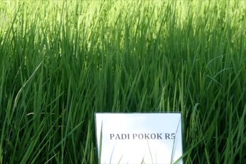 Jatim kembangkan produk unggulan padi Ratun R5