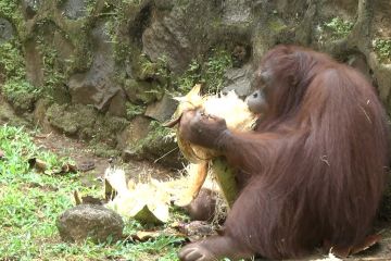 Kebun Binatang Ragunan targetkan 800 ribu pengunjung