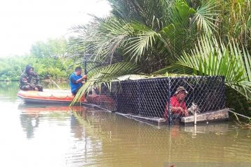 BKSDA Aceh berhasil tangkap buaya pemangsa warga