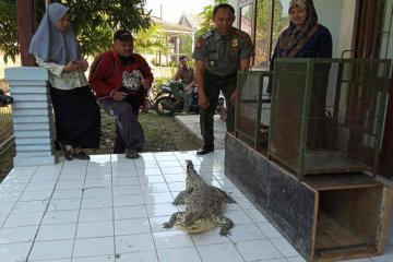 BBKSDA Jawa Barat terima buaya, kukang, dan kucing hutan dari warga