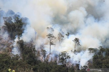 Pembukaan lahan dengan membakar hutan terjadi di Aceh Tengah