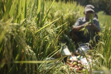 TRADISI WIWITAN PANEN PADI