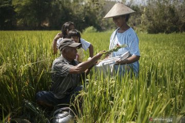Tradisi wiwitan panen padi