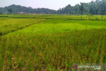 Irigasi ambrol, seribuan hektare sawah di Cianjur terancam puso