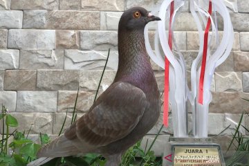 Burung merpati milik warga Bandung terjual dengan harga Rp1 miliar