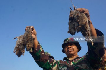 Petani dan TNI di Tulungagung gelar "gropyokan" basmi hama tikus