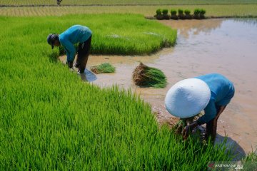 Pemerintah perlu bibit unggul  agar hasilkan  85 juta ton padi