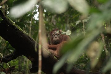 Tiga orangutan dilepasliarkan di Taman Nasional Bukit Baka-Bukit Raya