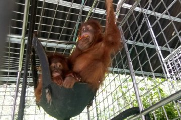 BBKSDA : Satwa liar orangutan dilindungi terancam punah