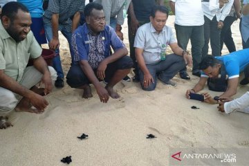 Warga Kota Jayapura lepasliarkan penyu lekang ke alam