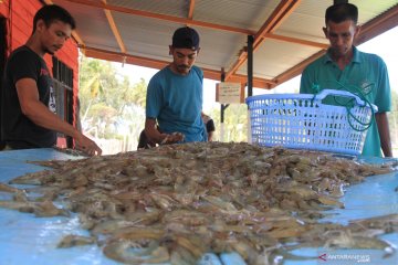 Berharap kenaikan harga udang Vaname