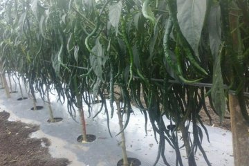 Fakultas Pertanian Unsyiah kembangkan pupuk hayati mikoriza