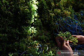 RUMPUT LAUT