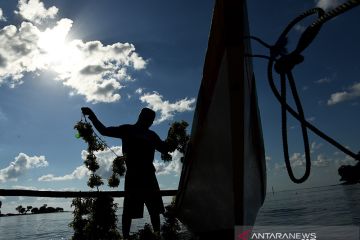 RUMPUT LAUT