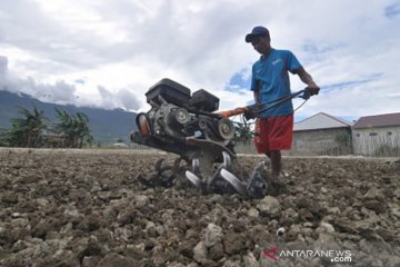 Lahan sawah di Palu merosot, salah satunya akibat bencana