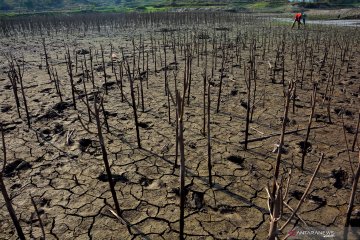 Waduk Grojokan Jombang mulai mengering