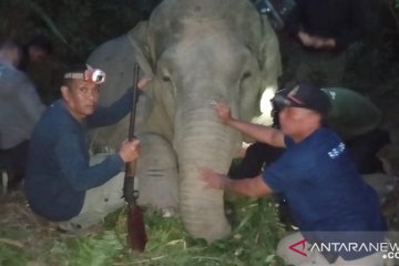 Polda Jambi bersama BKSDA pasang GPS colar gajah