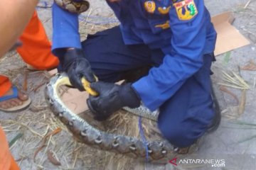 Warga Kepulauan Seribu dikejutkan penemuan tiga ekor ular sanca
