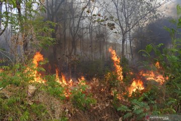 Hutan jati terbakar di Situbondo